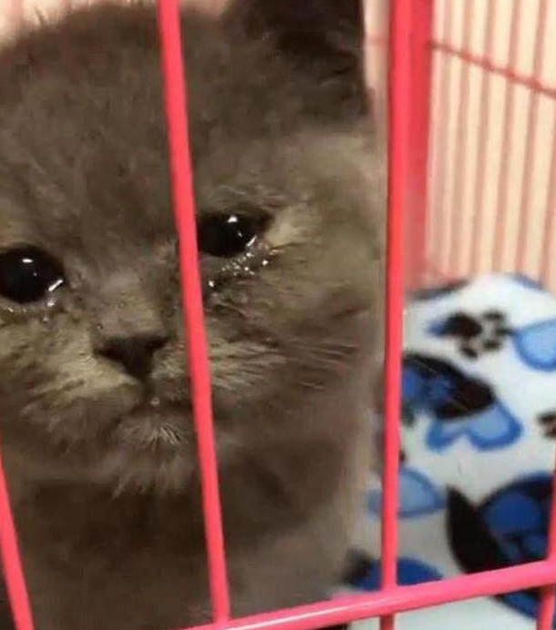被主人凶后猫咪委屈得不行,泪水在眼眶里打转,让人看着非常心疼!