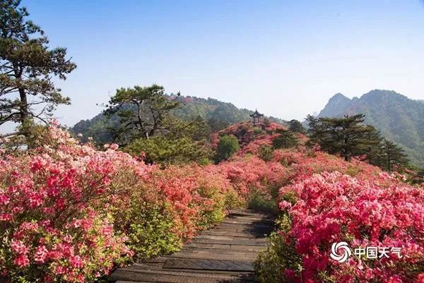 映山红遍!2021全国杜鹃花地图看哪里花开正盛_腾讯网