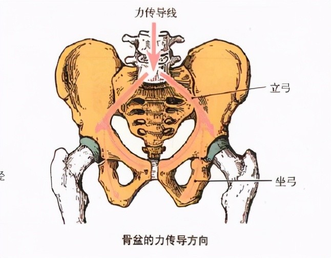 骨盆前倾,后倾,侧倾,旋转,一篇文章全讲解