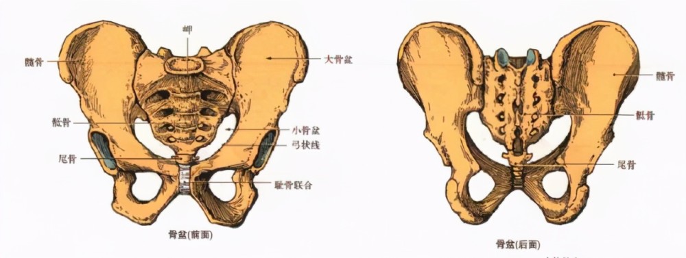 骨盆前倾,后倾,侧倾,旋转,一篇文章全讲解