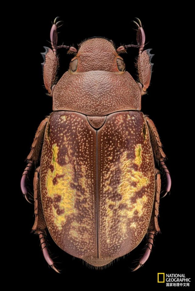 红金斑宝石金龟(chrysina cunninghami)特写