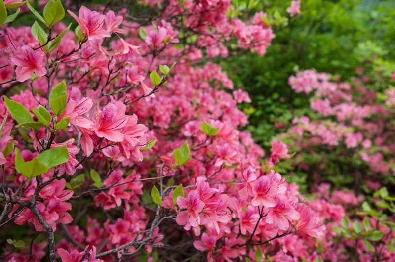 第二届鲁山杜鹃花节盛大开幕