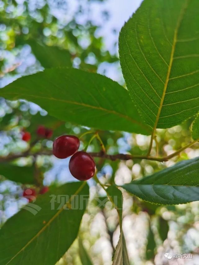 虽然樱花树的果实不建议食用 但是它的模样却十分惹人怜爱 在树下野餐