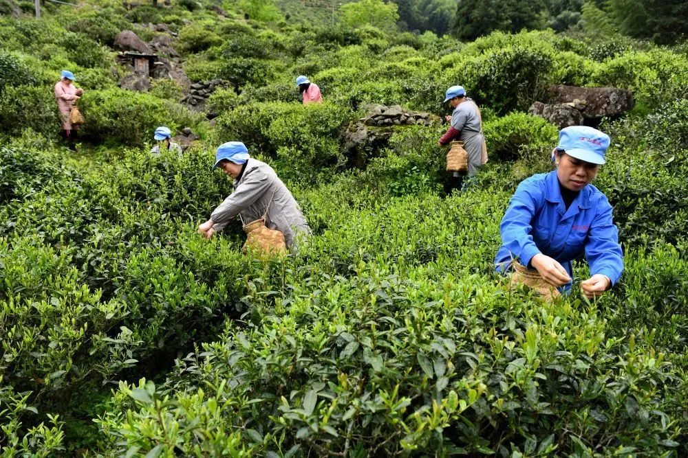 清明过后,红茶之乡福建武夷山桐木村满山遍野的茶树吐出新芽,当地