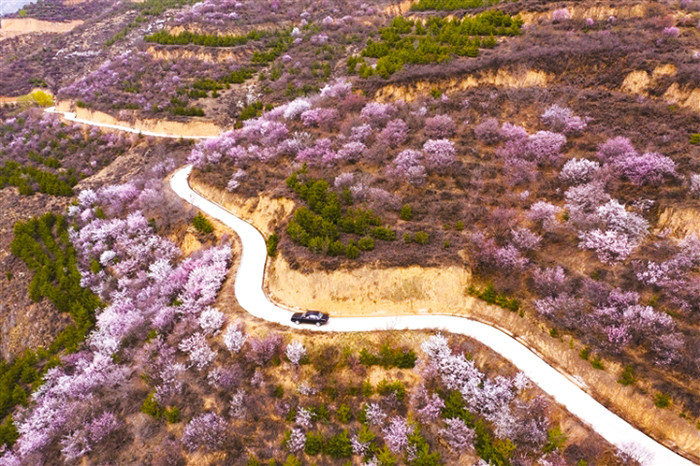 春染吕梁山 多彩黄土地