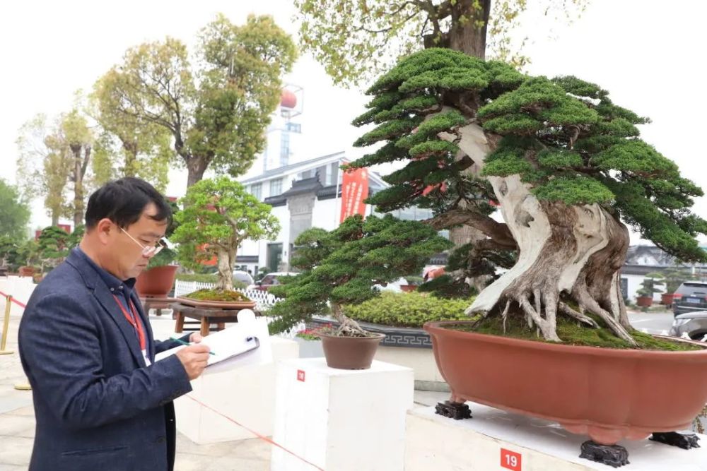 瞩目!长三角盆景界优秀青年集聚如皋"华山论剑"