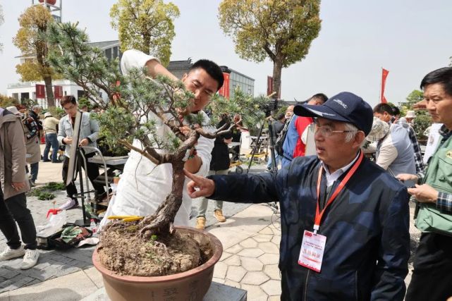 文化艺术交流推动如皋盆景产业健康持续发展资料来源:花木大世界审核