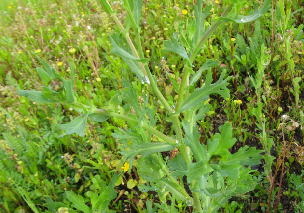 野生南茼蒿茎上叶细节外观