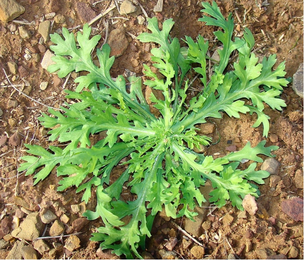 南茼蒿幼苗嫩叶细节外观南茼蒿叶子细节外观野生南茼蒿茎上叶细节外观