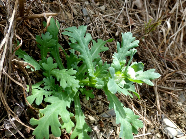 荒野维生野菜系列——南茼蒿