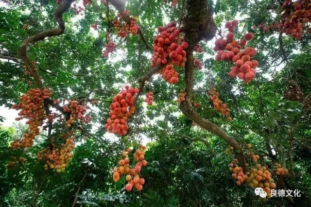 重磅!广东荔枝产销对接第一站:"寻味高州荔枝"来了