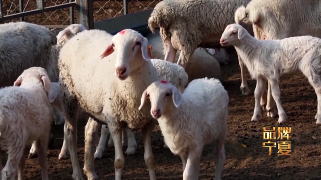 土土的宁夏二毛皮 如何走出时尚国际范（最新发布）