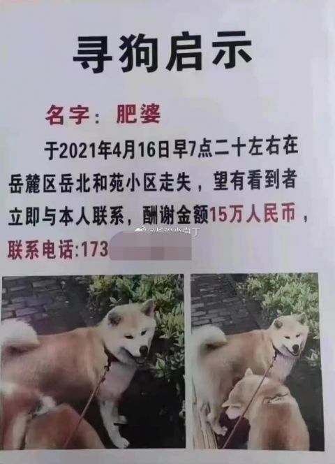 长沙一宠物犬走失,主人悬赏15万寻狗:因为有感情