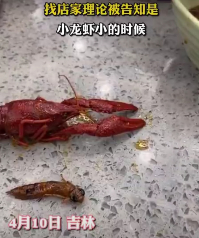 男子在一餐厅吃小龙虾,吃出虫子,店家告知是"小龙虾"的小时候