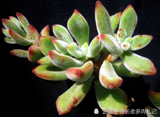 多肉锦晃星可以淋雨吗?当然可以,不过有两种情况建议最好别淋雨
