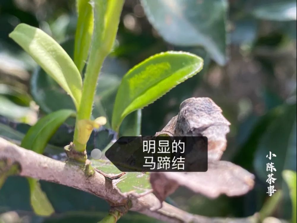 而一株白茶树如果年年都被修剪,则它的侧枝上生出来的嫩芽,有马蹄结的