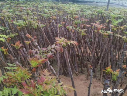 农村想种香椿芽赚钱,种植出高产,优质香椿是关键,你会种植吗?