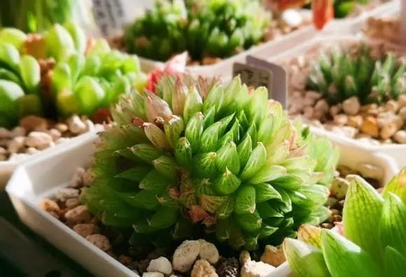 网上买的玉露,根都烂了,没根了还能活?干透后再换盆最