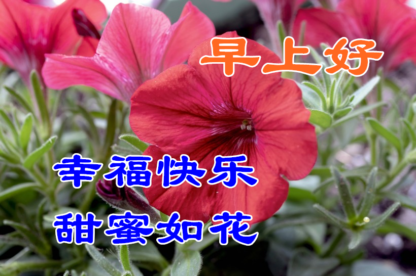 早上好朋友!愿你快乐每一天!