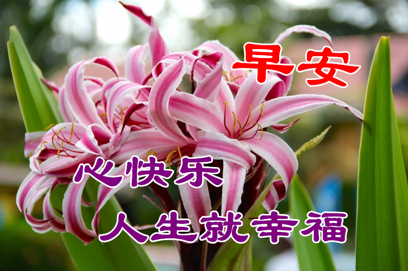 早上好朋友!愿你快乐每一天!