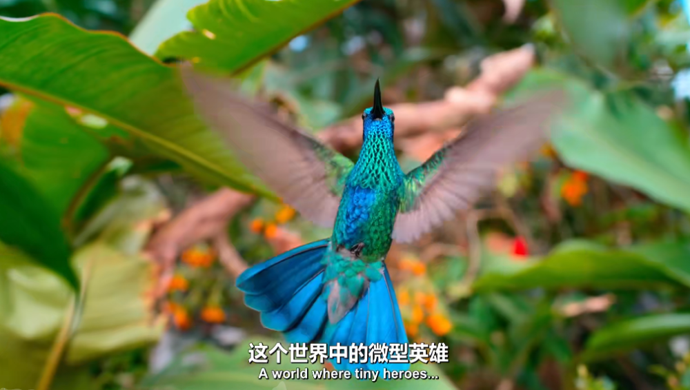 小小世界里的震撼苹果最新纪录片太闪亮速度给娃看