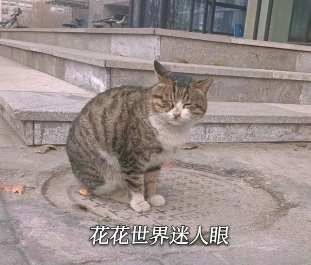 答应你的猫咪特辑安排上啦