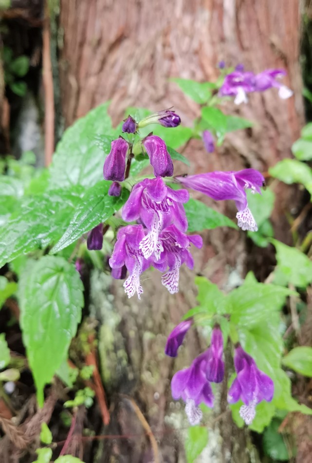 峨眉山野生药材系列——龙头草