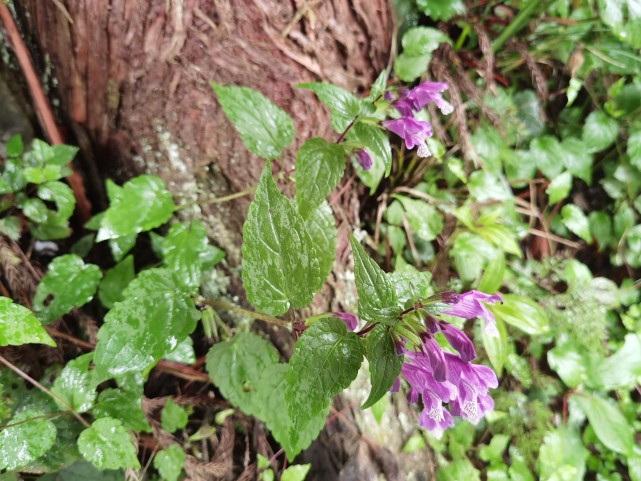 峨眉山野生药材系列——龙头草