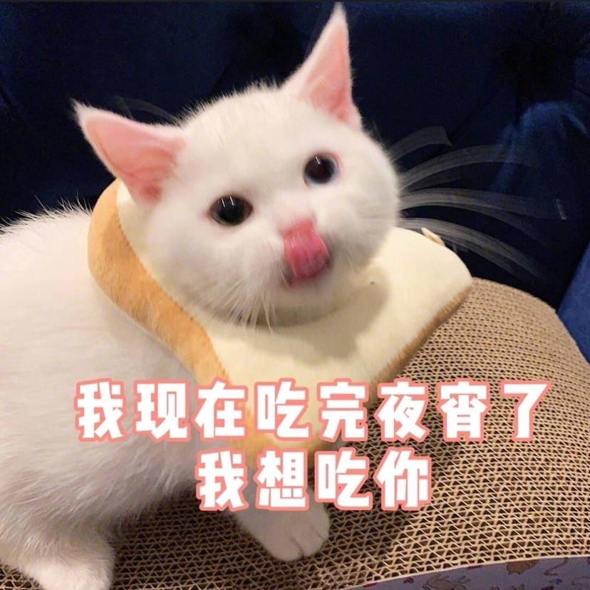 男朋友看了少女心泛滥的小猫咪表情包!