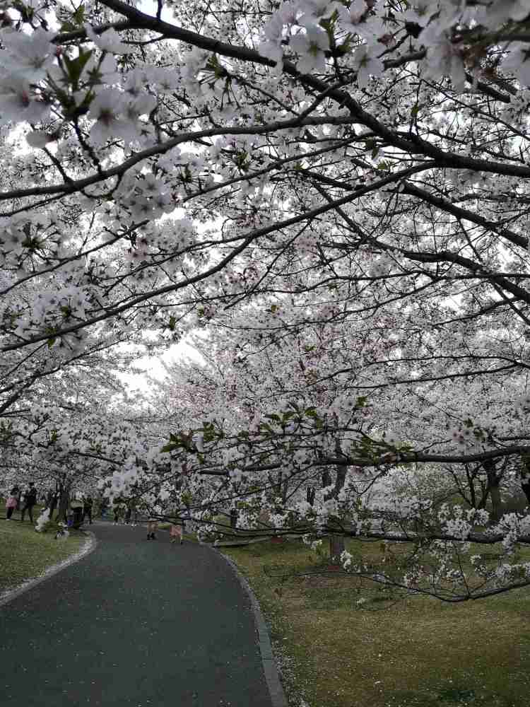 上海顾村公园赏花