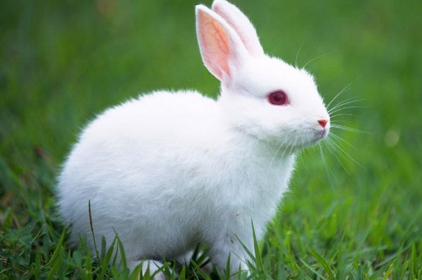 生肖兔:尤其是1975年属兔人一生最旺谁?看看其中有你