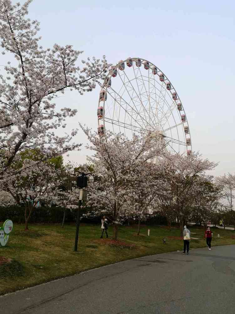 上海顾村公园赏花