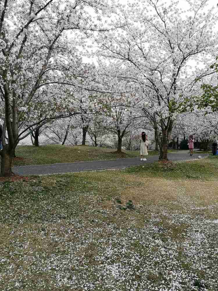 上海顾村公园赏花