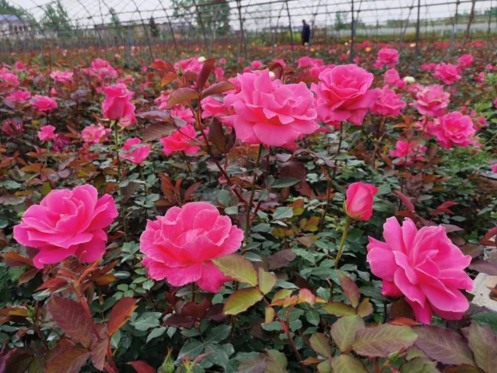 这个月季园里,大棚内的各色盆栽月季花.