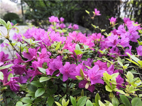 宝鸡市儿童公园杜鹃花颜色繁多,五光十色,有红色,枚红色,白色,在林间