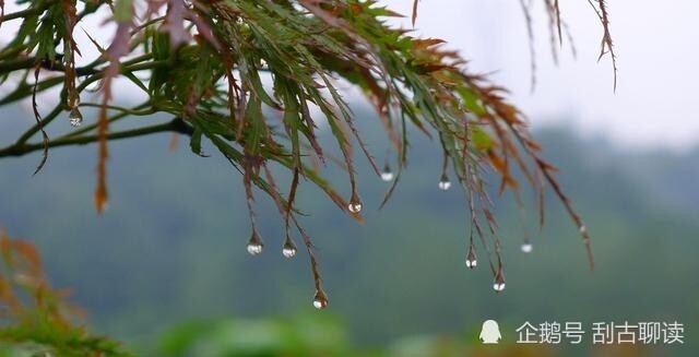 秋雨连绵给大地披上了一层薄薄的纱衣