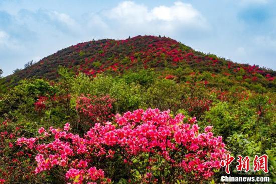 航拍江西丰城升华山巨石屹立 杜鹃花开美如画