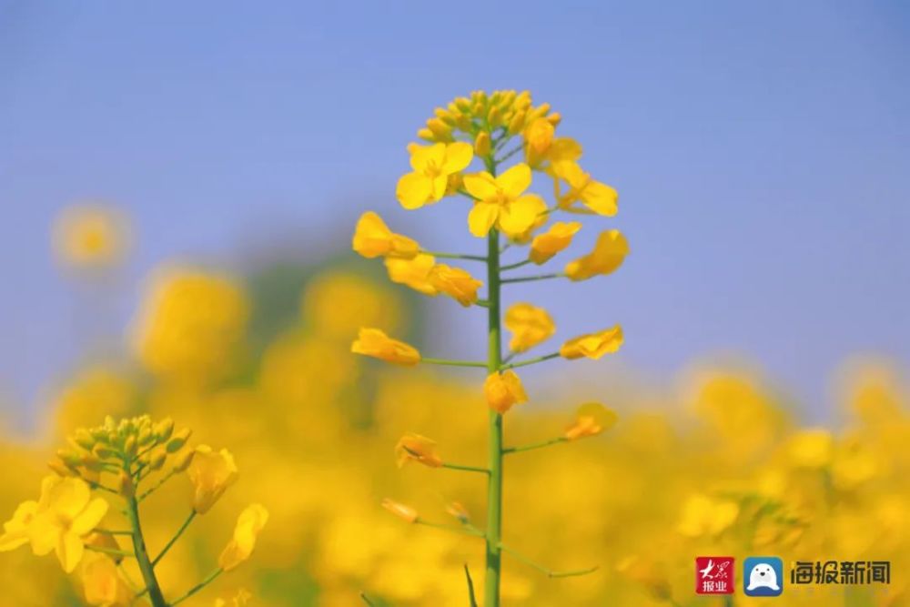 2021莒县最美油菜花海!