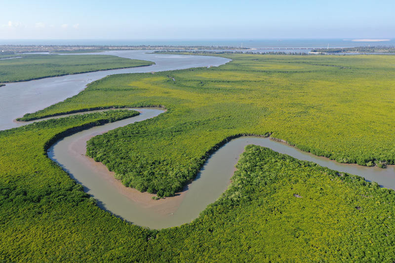 海南党史百件大事|第一个红树林湿地自然保护区建立