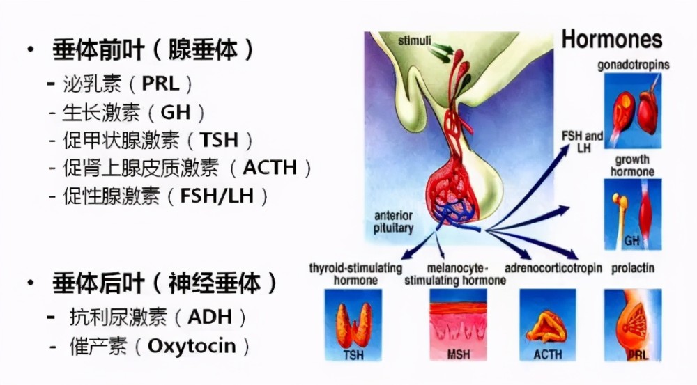 垂体位于颅中窝蝶骨体上面的垂体窝内,上方与视神经视交叉相邻,所以