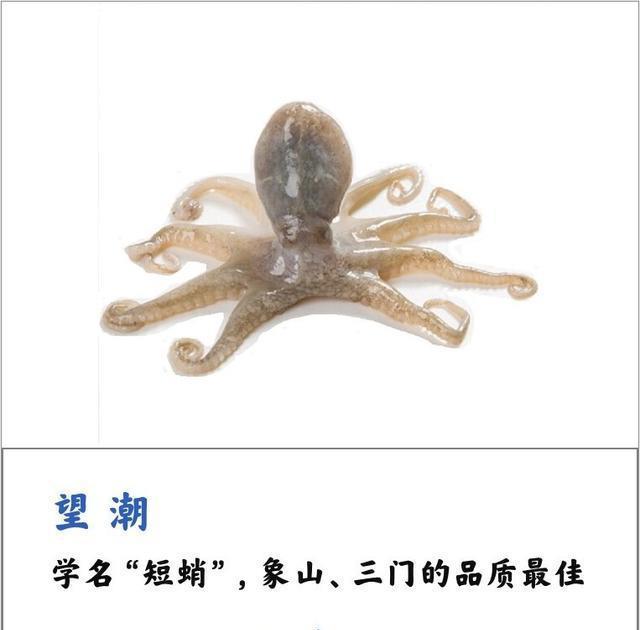 望潮,学名"短蛸",是一种生长于浅海的小章鱼,每当潮汛来临,这种小