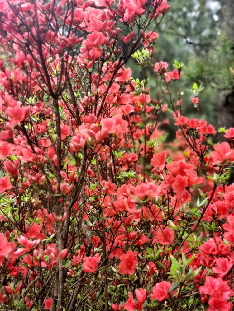 花红春烂漫!到七舍看杜鹃花"海"灿若红霞