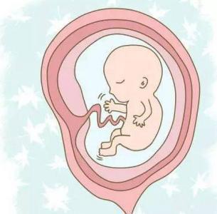 怀孕26周,胎儿在孕肚竟是这个姿势?简直要笑"晕"了