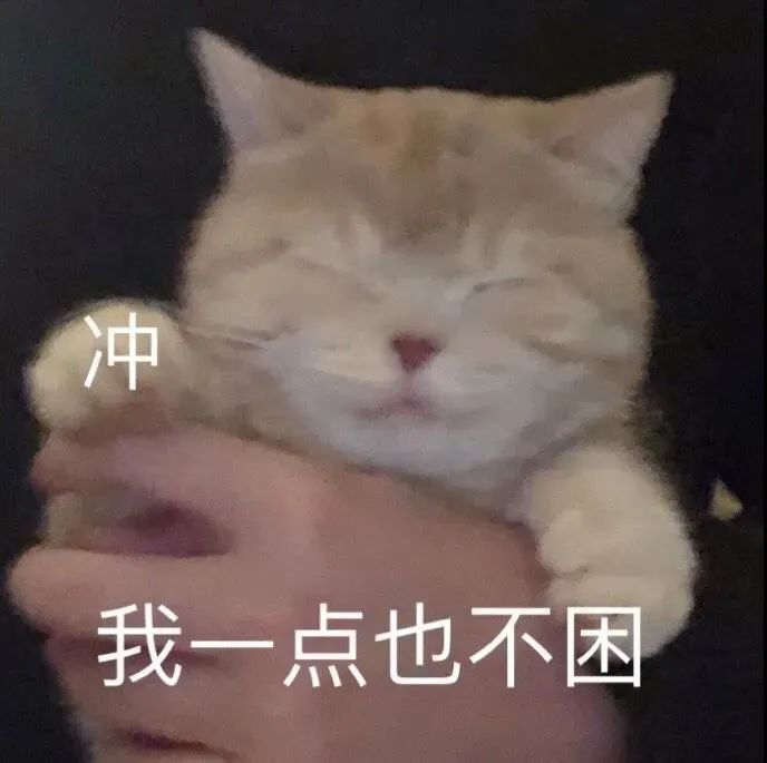 小猫咪表情包:我一点也不困