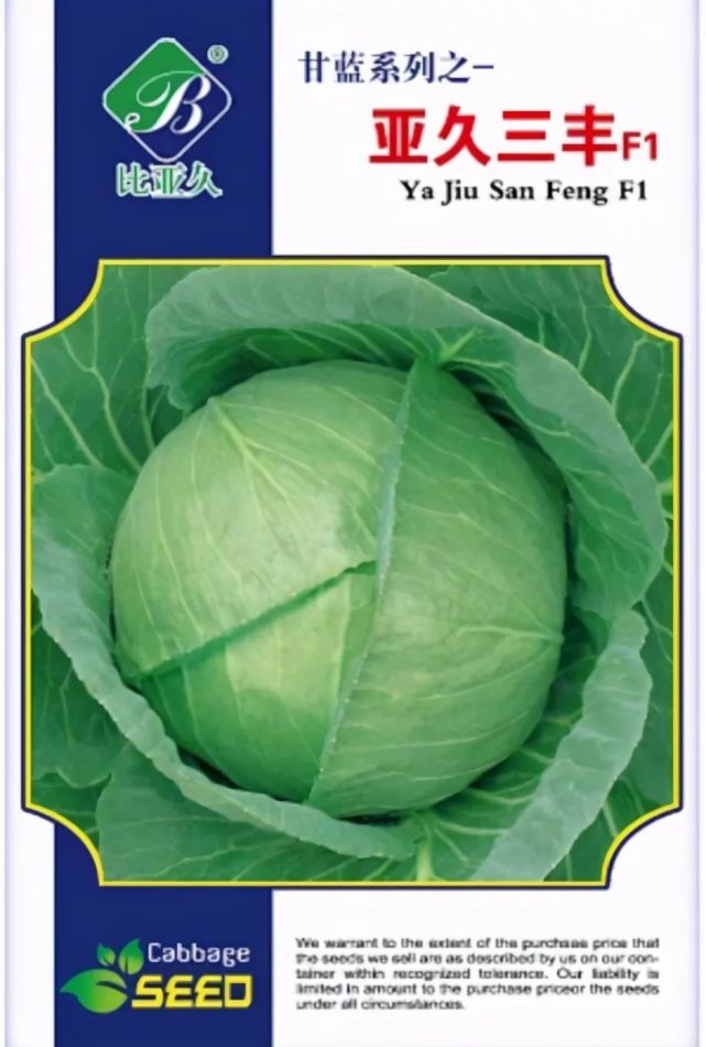 比亚久三丰甘蓝种子 高扁圆型耐热甘蓝种子早熟58天