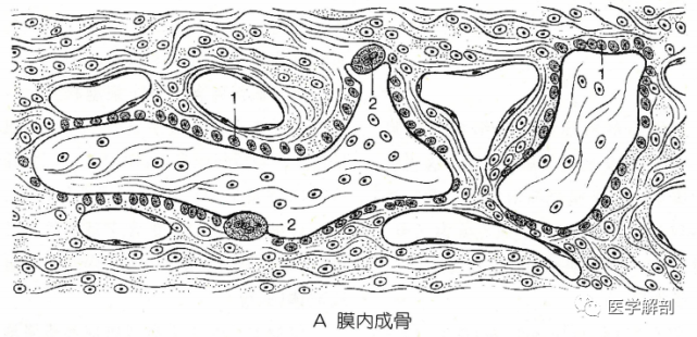 膜内成骨(intramembranous ossification,即膜成骨,由结缔组织发育