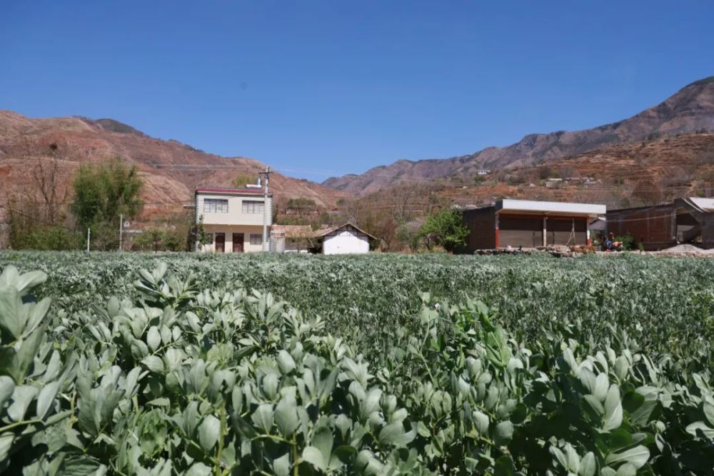 威宁县秀水镇田坝村发展特色产业助力乡村振兴