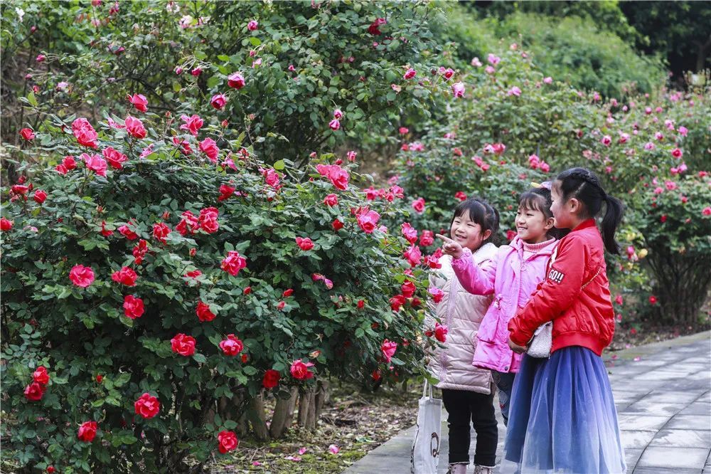 4月17日,梁平金城古寨玫瑰园,小朋友在花海中赏花.