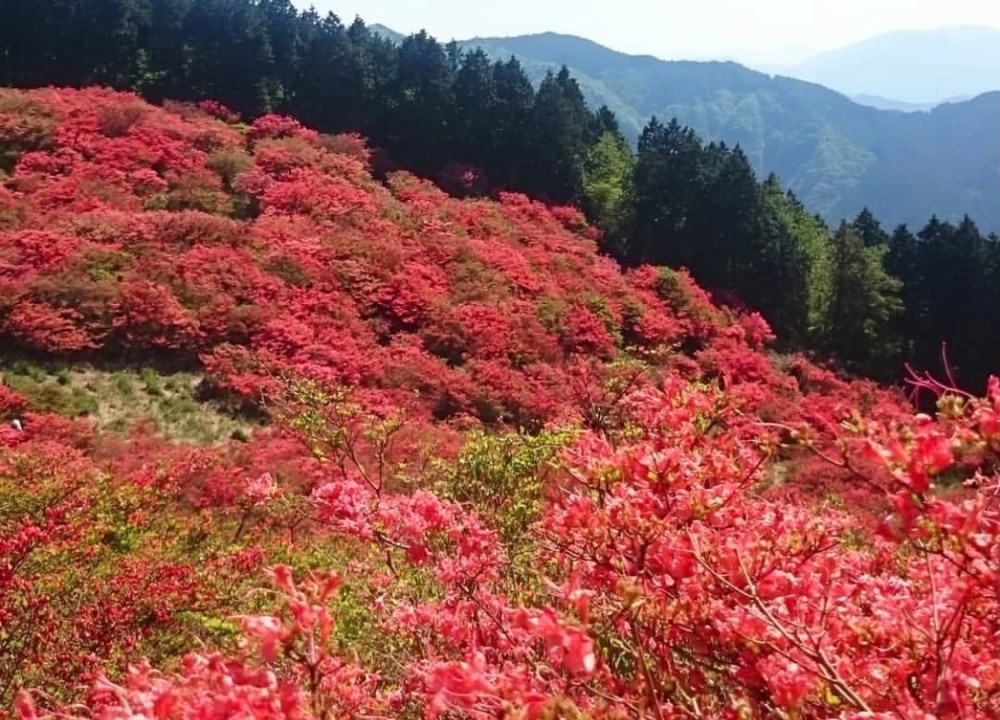 广州杜鹃花开红满山,漫山遍野的红花似通天蜡烛,实版"