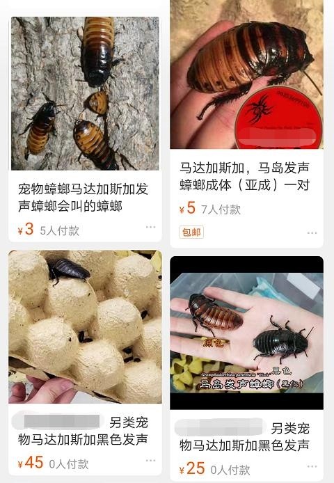 有人竟把蟑螂当宠物养?看一眼就头皮发麻
